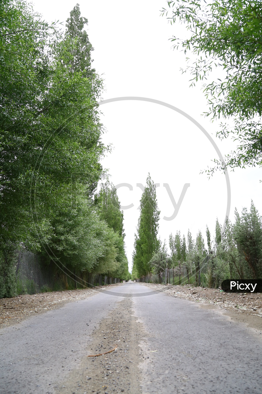 Road Covered With Trees in Leh