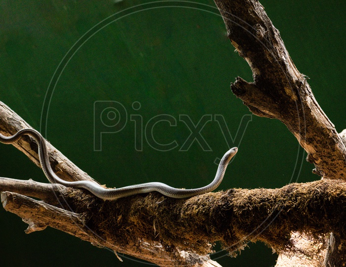 Snake rising and trying to climb an another tree
