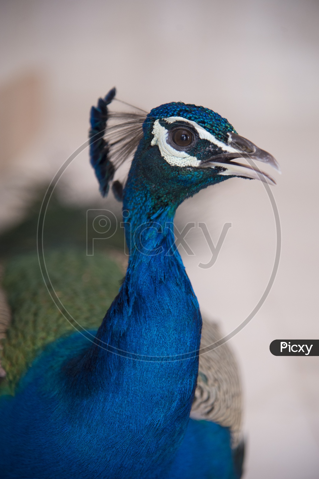 Head shot of Peacock