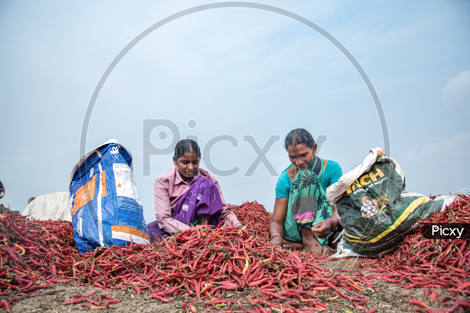 Grading Red Chillies