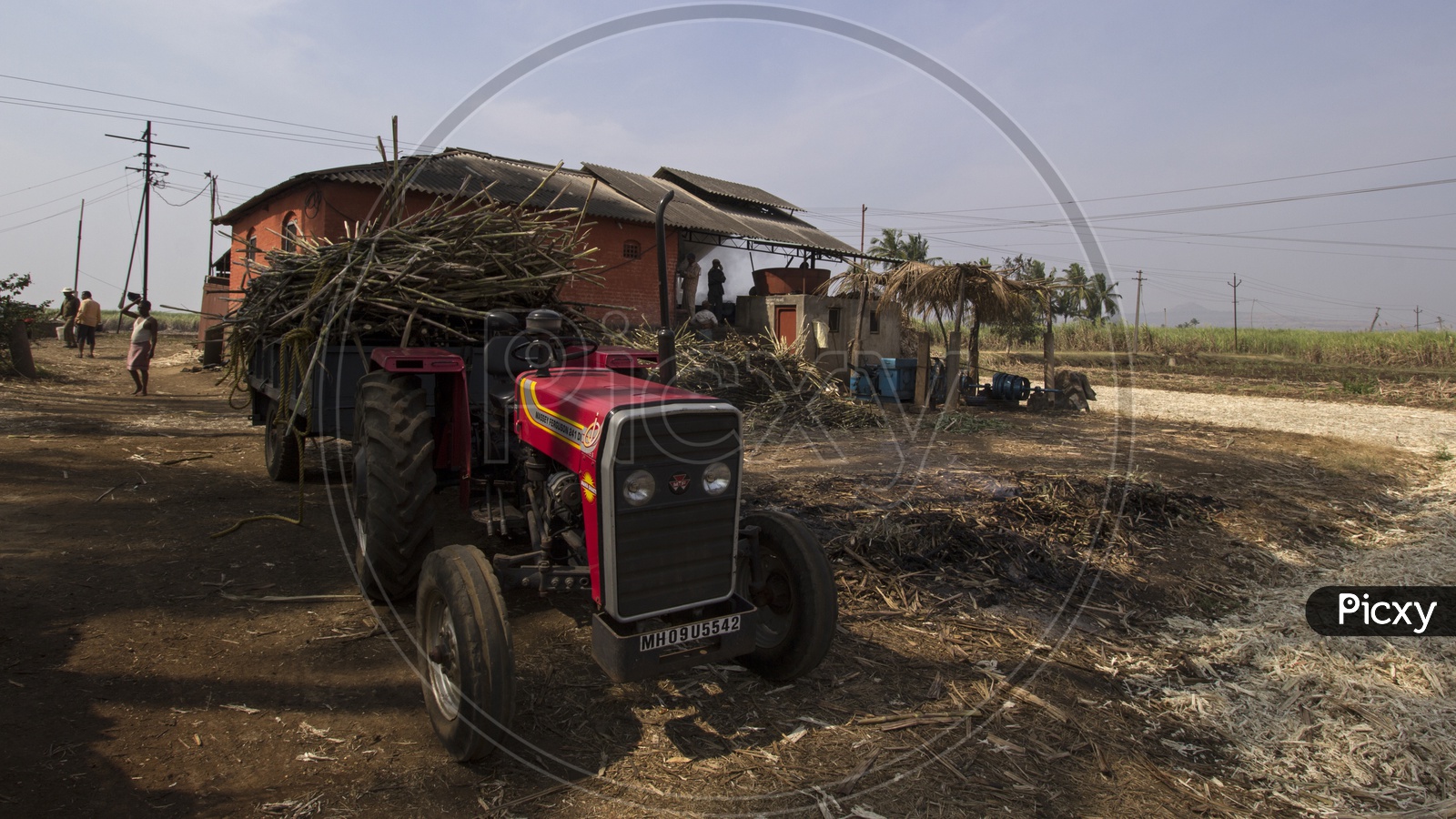 Tractor carrying Sugarcane