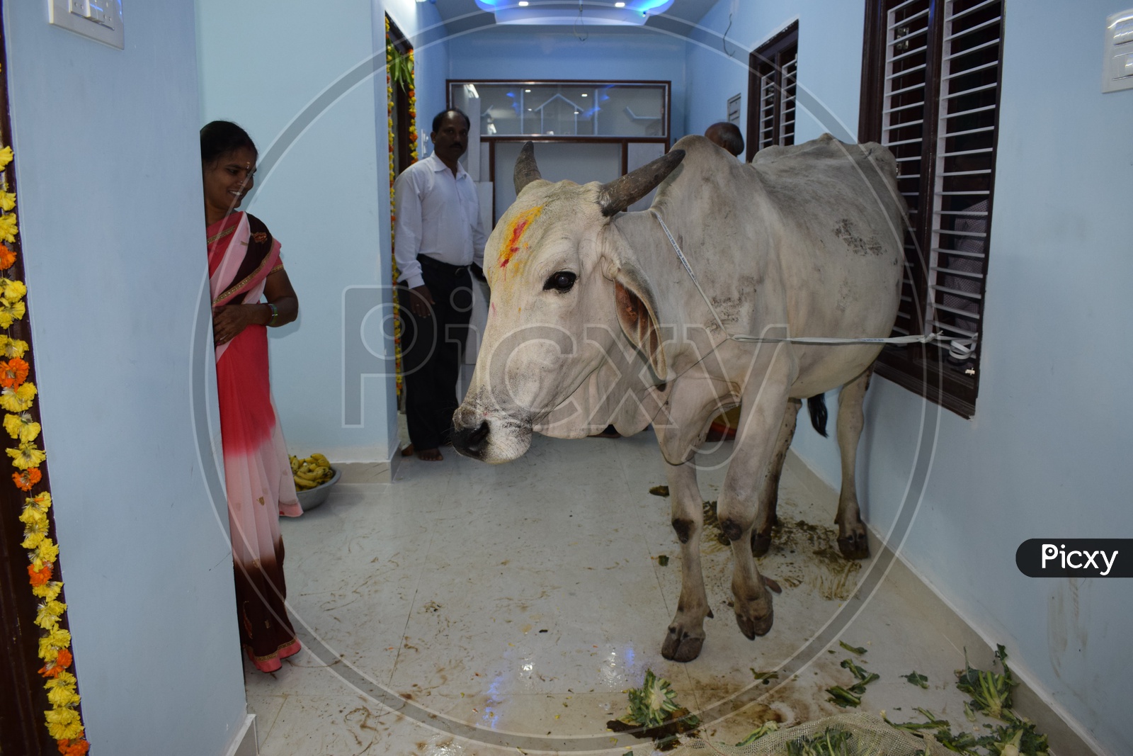 cow in house warming