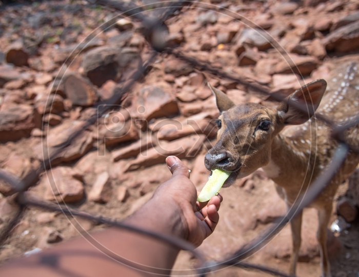Feeding Deers at Deer Park Tirumala Walk Way, Tirupati