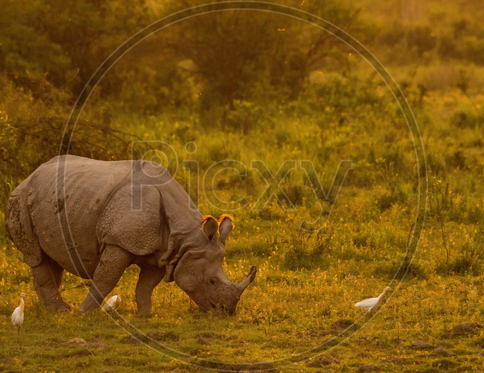 One horned rhinoceros in golden moment.