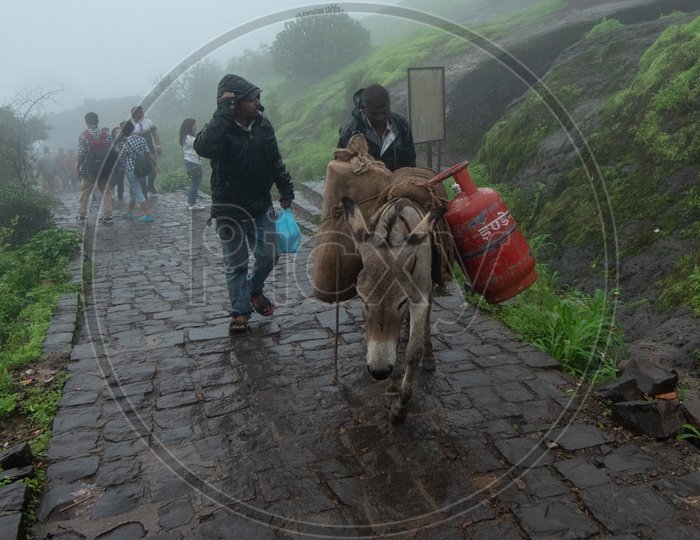 Gas cylinder and other food items transported on Donkeys