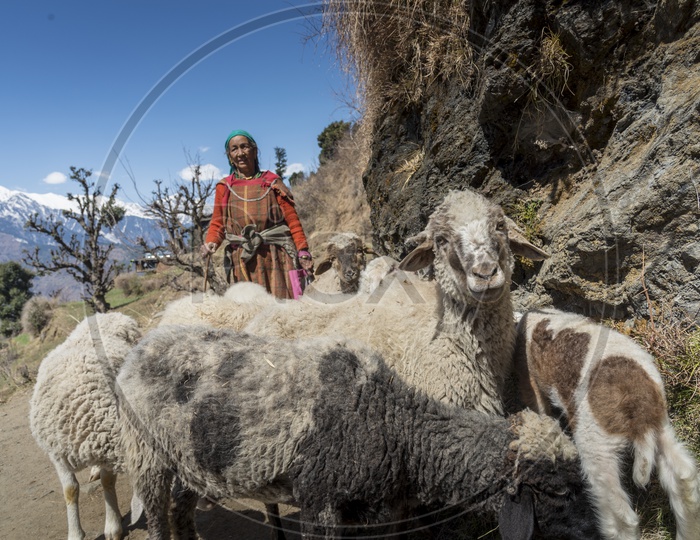 Sheep Keeper at Jana Village near Manali