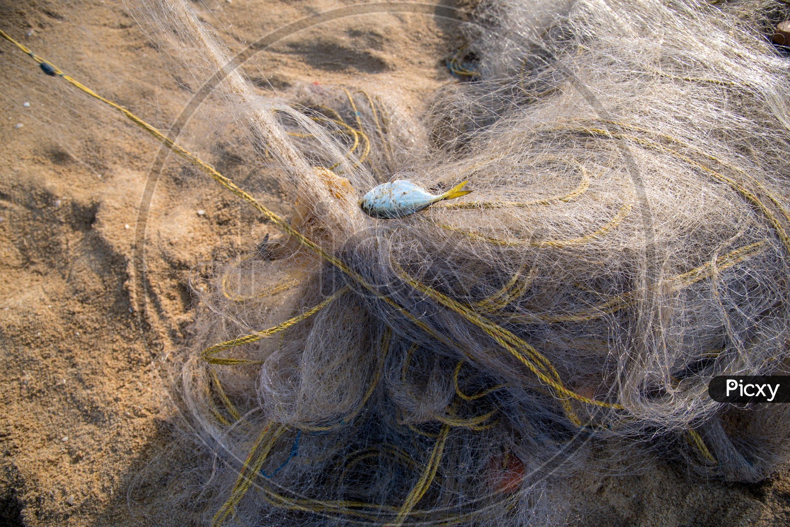 A fish stuck in the fishing net