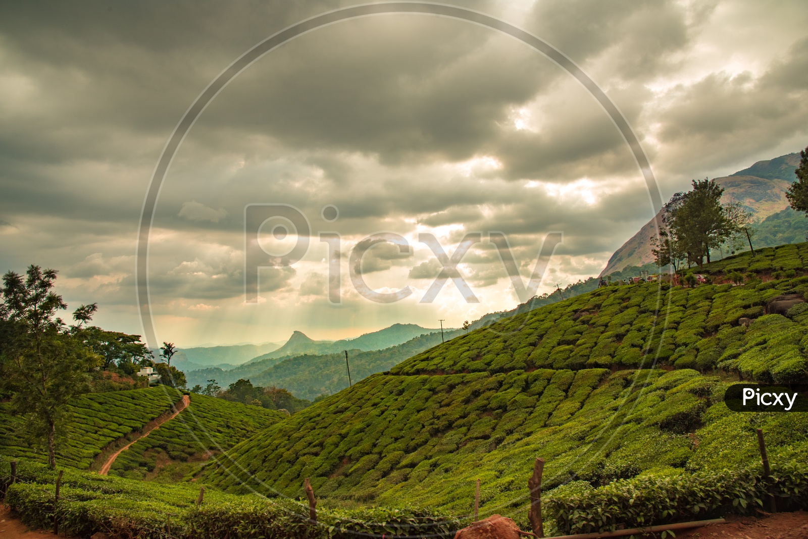 Munnar Hills, Tea Plantations,Kerala