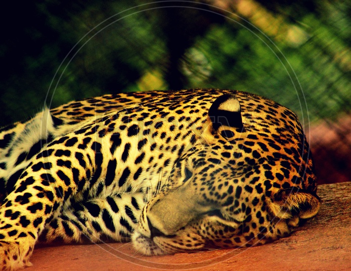 Sleepy Leopard on a Sunday