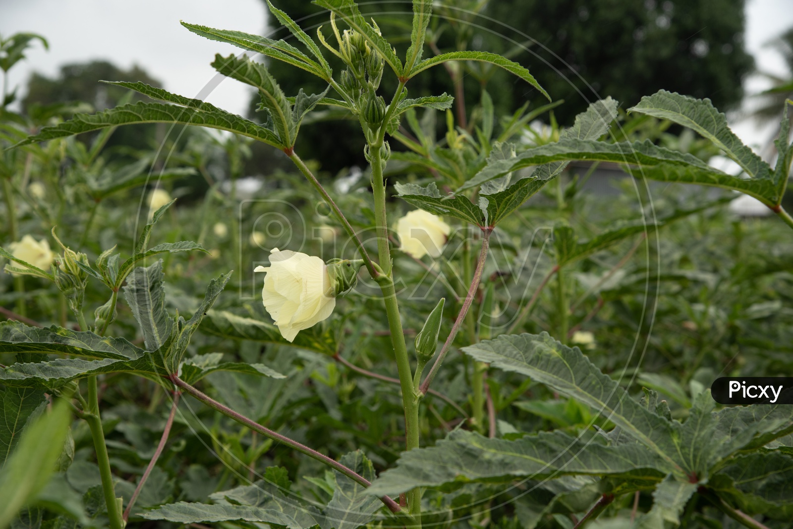Okra / Bhindi / Ladyfinger Plant