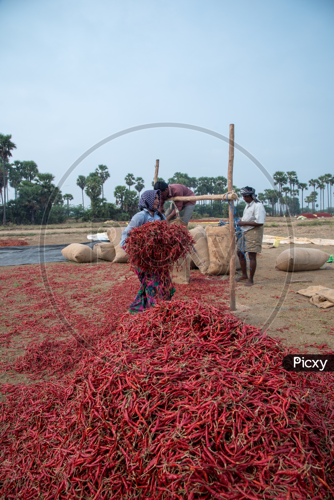 a woman collects chillies to fill up them in bags