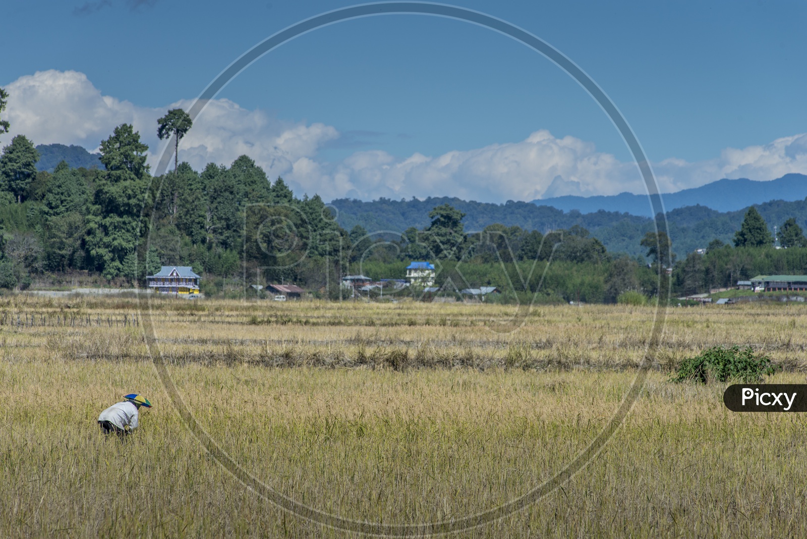 Farmer in Agriculture Fields, Apatani Tribes, HongVillage, Ziro