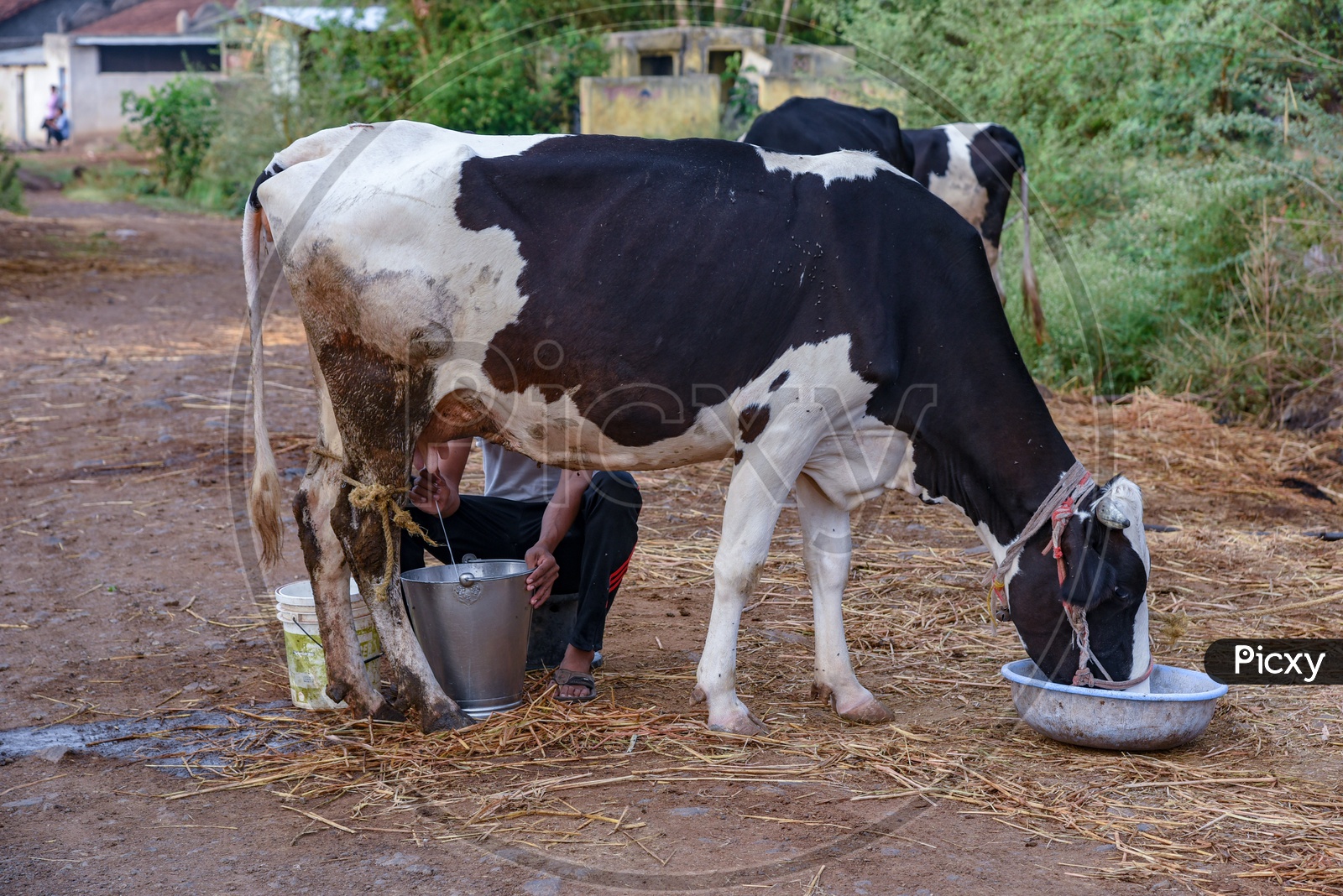 Milkman / Cow / Cow Farming / MIlk