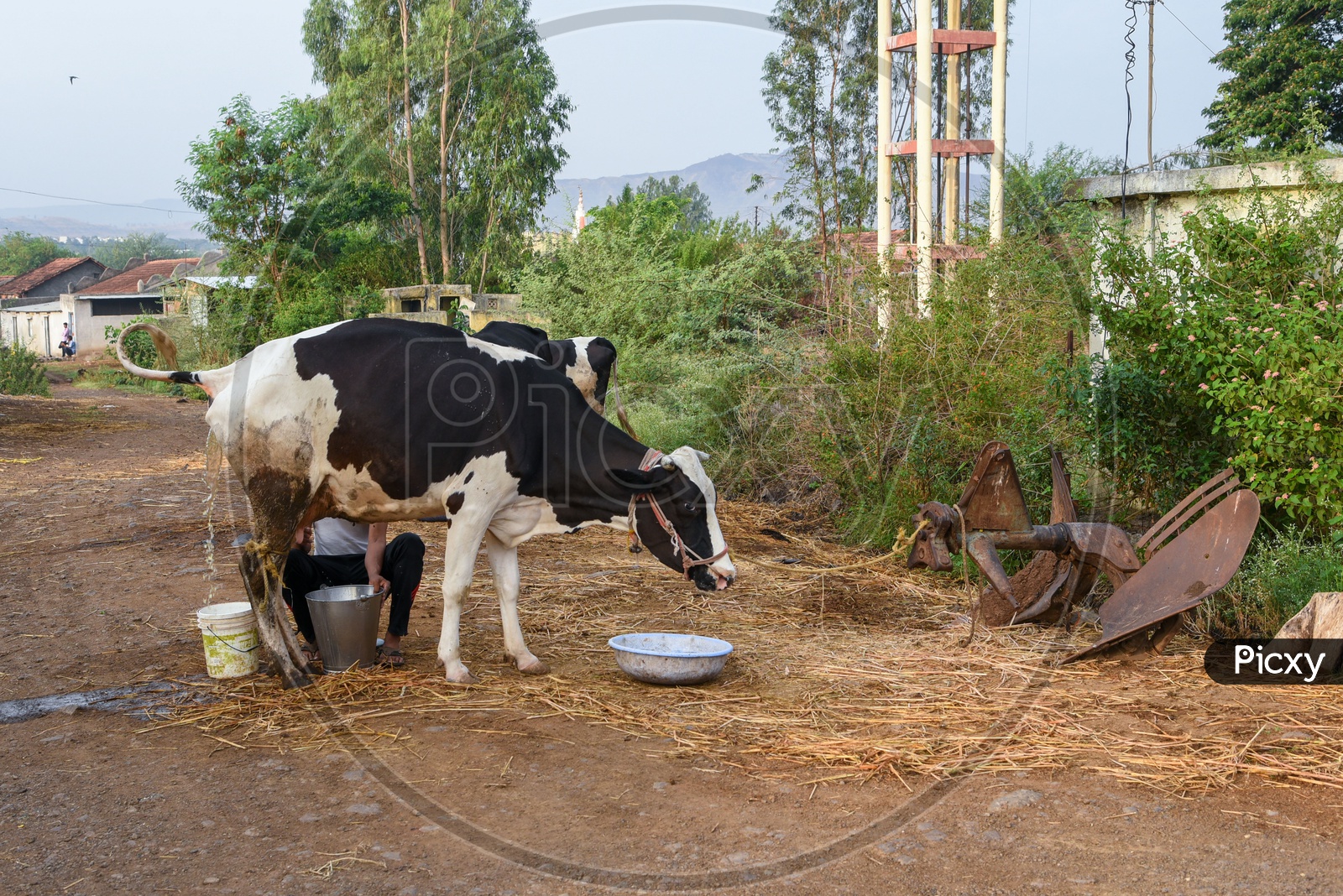 Milking a Cow in a village in Maharastra