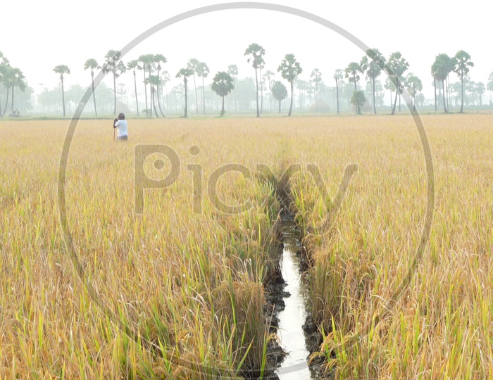 Farmer in Agriculture Fields
