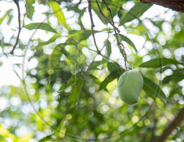 Banginapally, a variety of Mango.