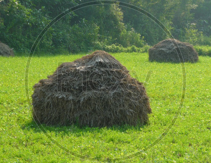 Hay in Paddy Field