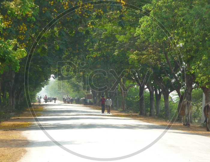 Road Covered with Trees