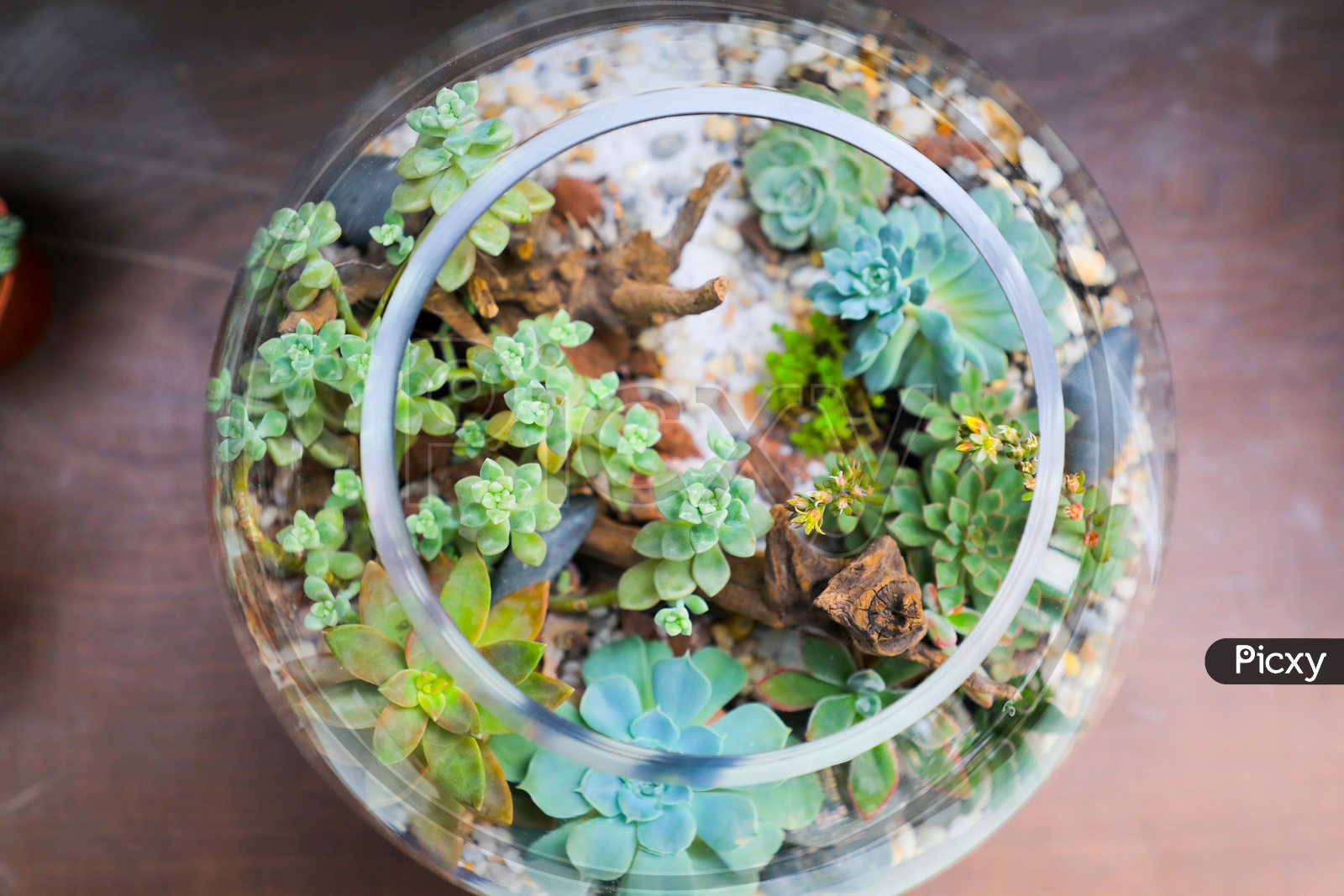 plants in glass bottle