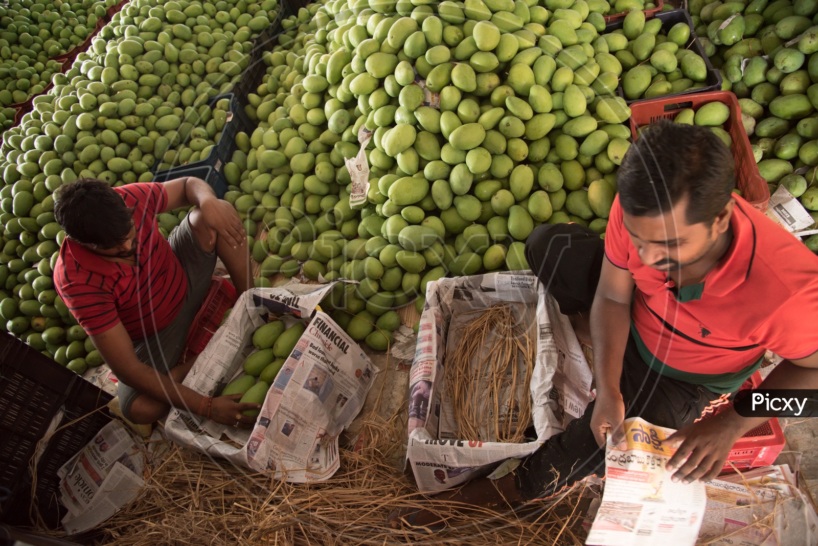FIlling Mangoes into Baskets in order to Export them to other parts of India.