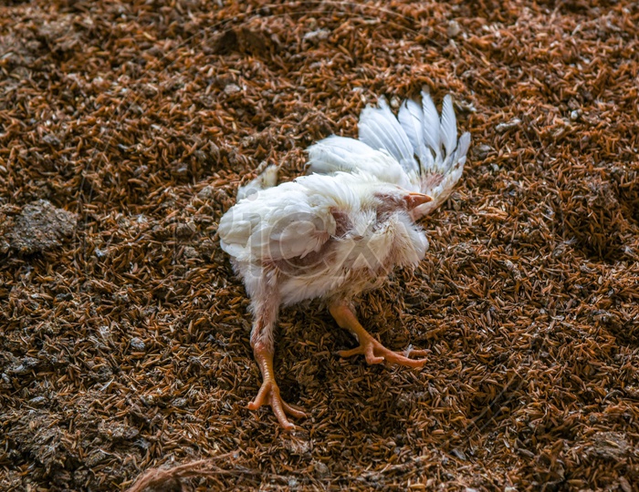Dead chicken in a Poultry Farm