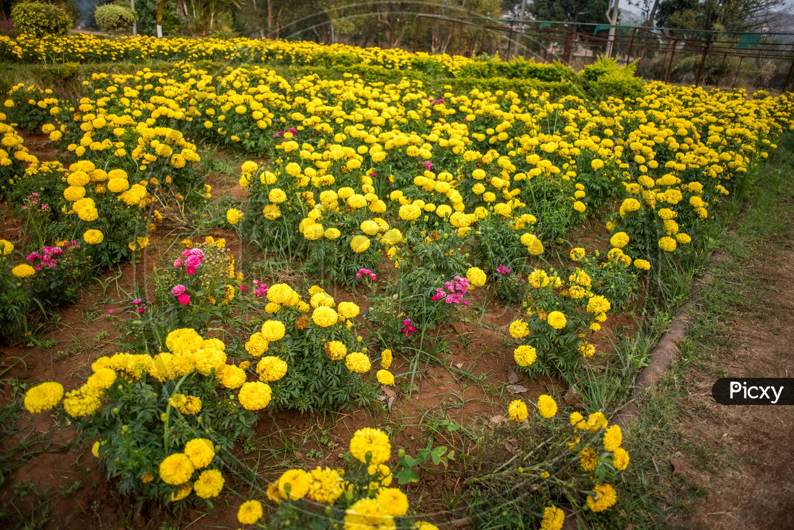 marigold farms in botanical garden