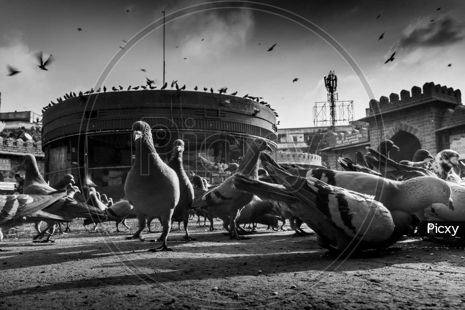 Birds at Mozamjahi Market