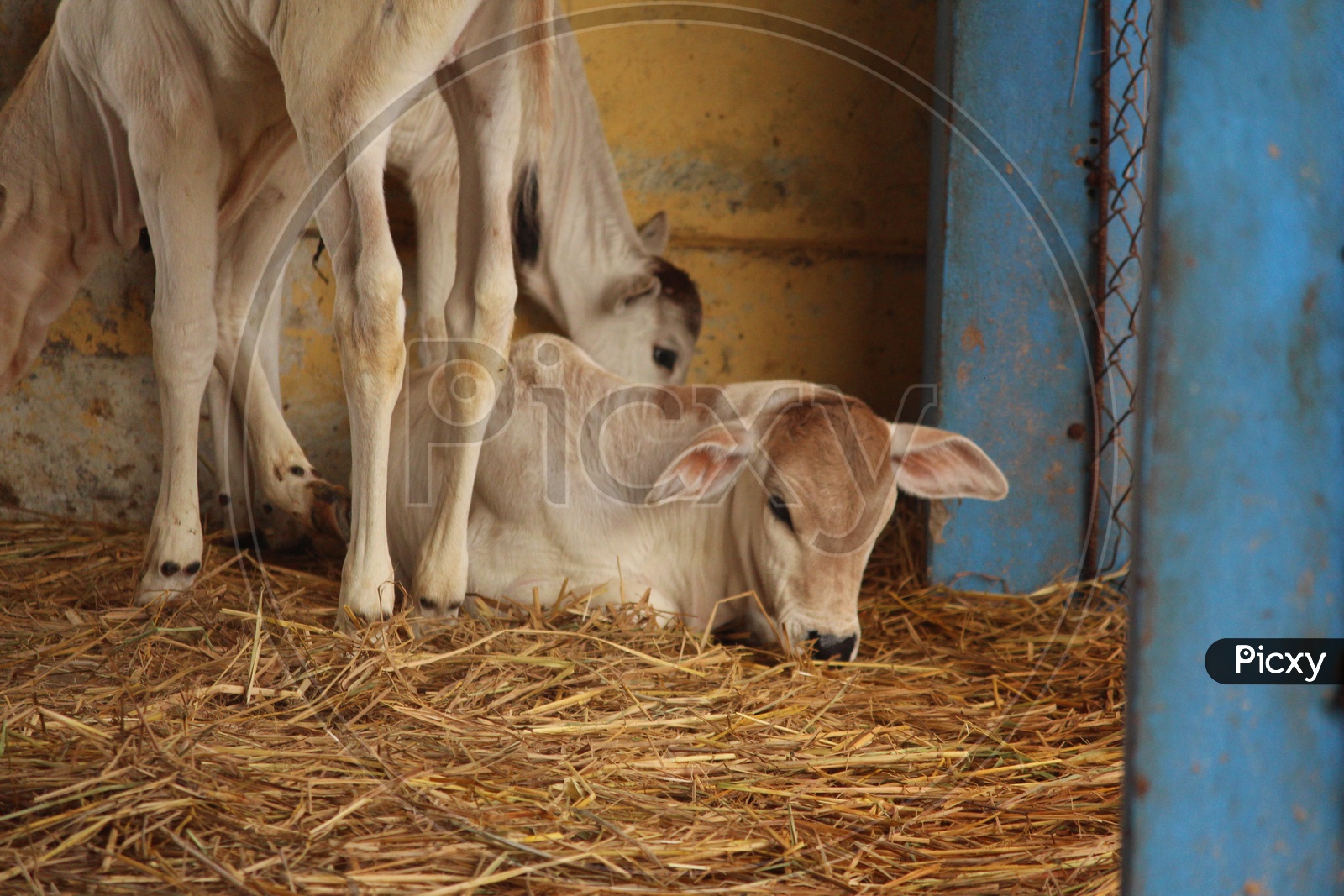Baby Cow - Calf