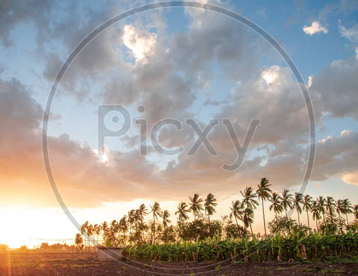 Banana and Coconut Fields during sunset