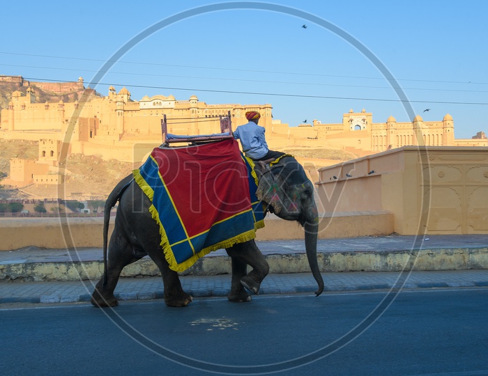 Elephant passing Amber Fort