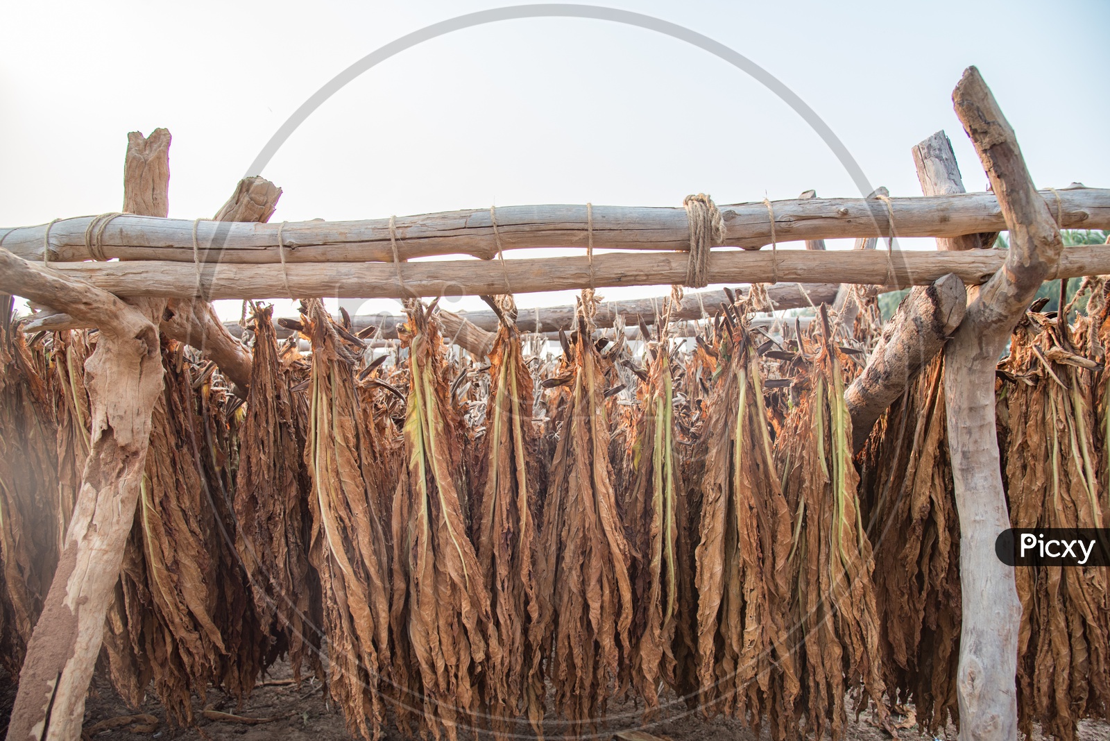 tobacco Drying technique in rural villages