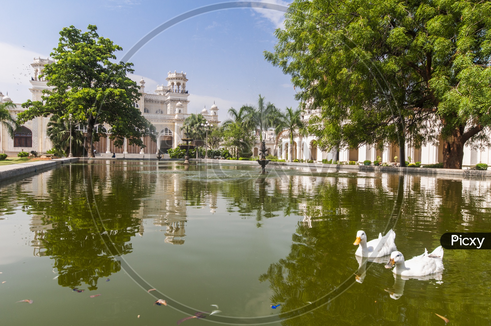 Ducks at Chowmohalla Palace, Hyderabad