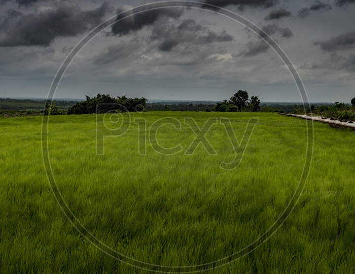 Lush Green Paddy Fields