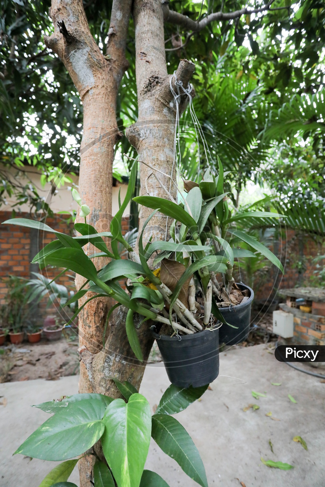 Flower Pots, Siem Reap