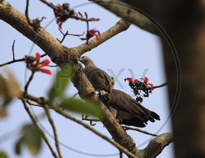 Wild life Sanctuary in Assam(Kaziranga national park).
