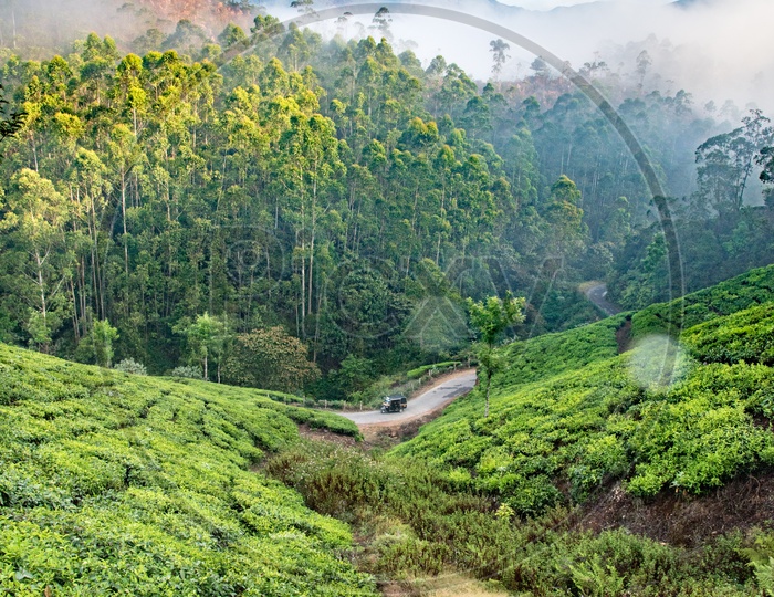 A tourist auto passing through the Tea Plantations in Munnar, Kerala.