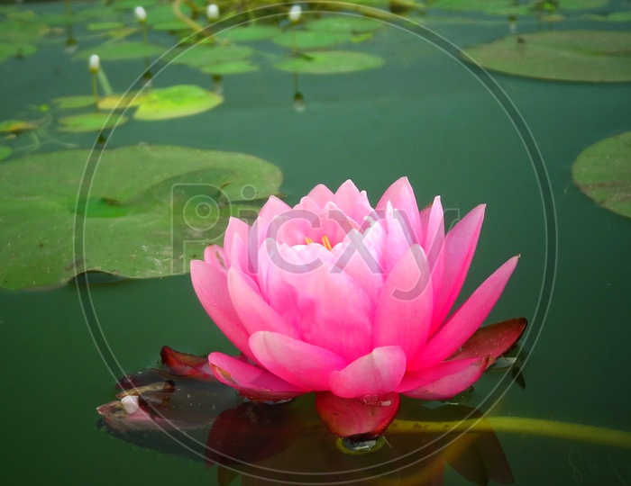 A pink Lotus