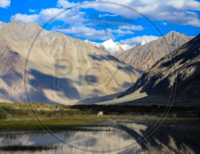 A Horse grazing amidst Snow Capped Mountains and Lakes of Leh Ladakh