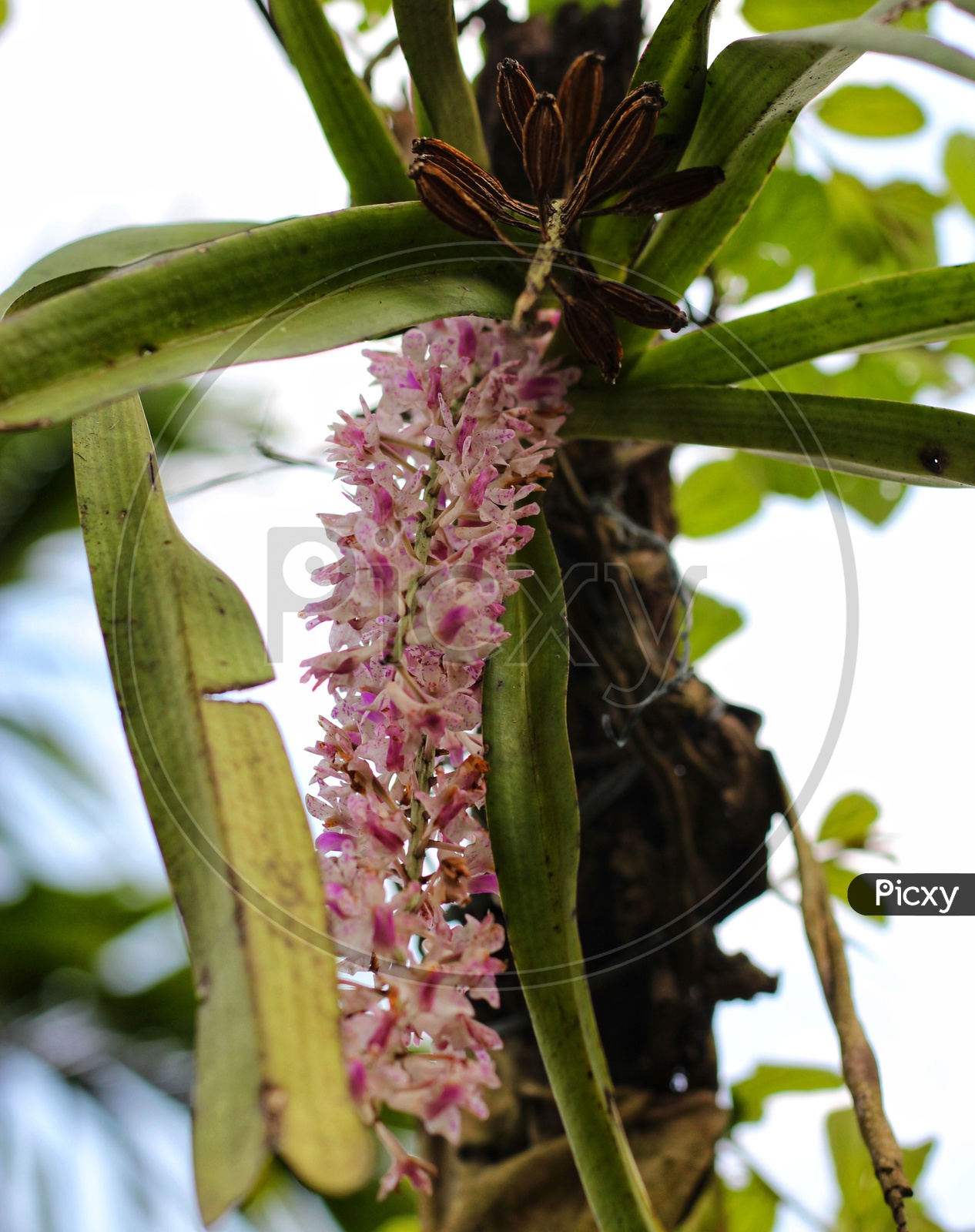 Kopou phool (Foxtail orchid).