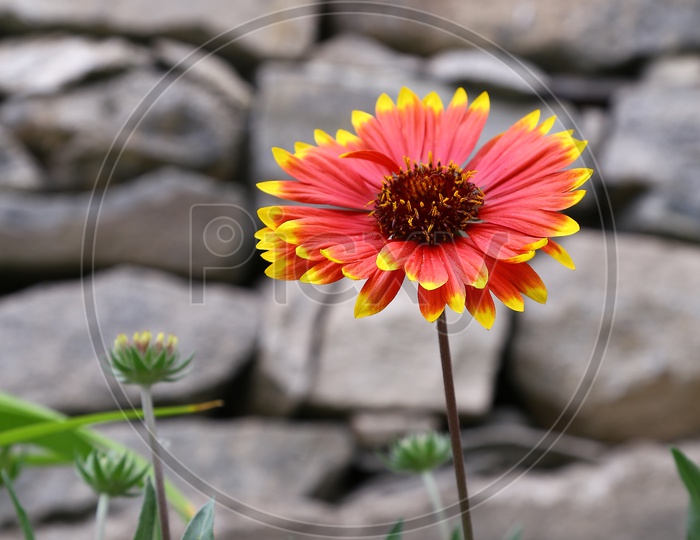 Barberton daisy Flower