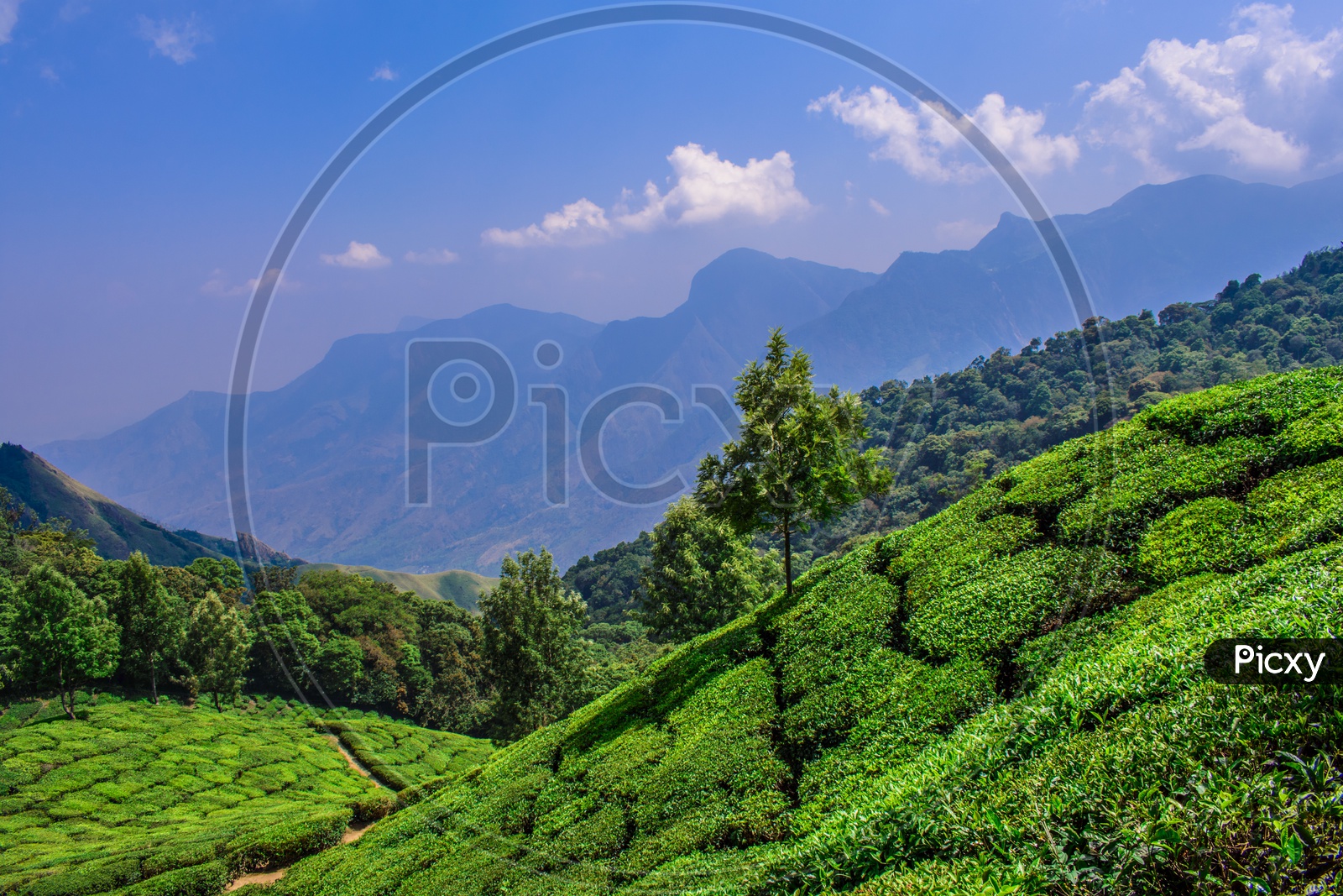 Tea Landscape