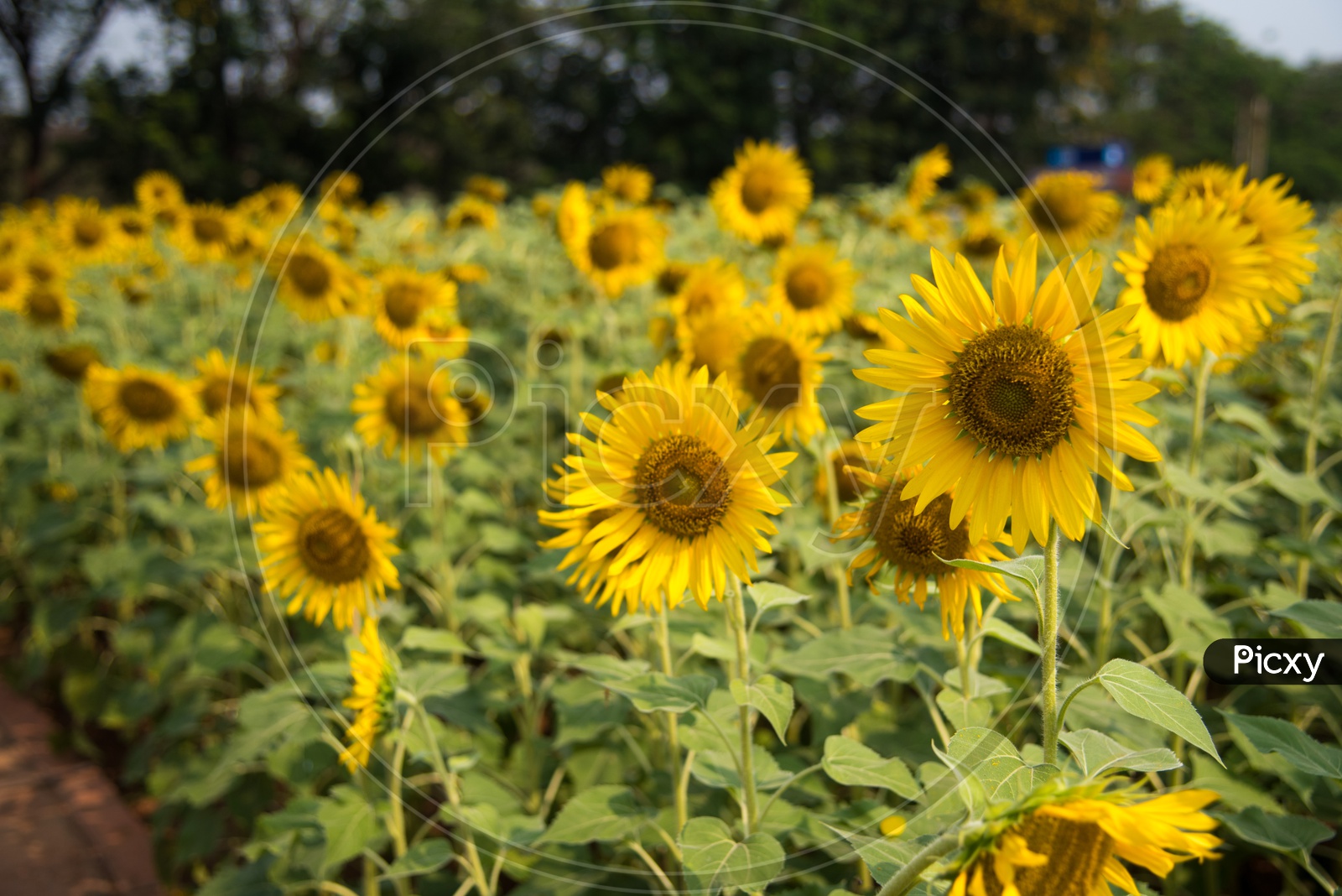 Sunflowers at Indira Park
