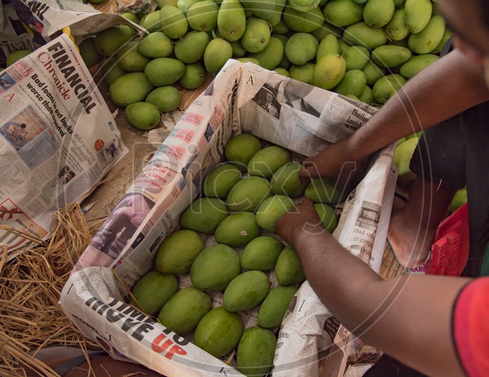 Mangoes being filled into a Basket to export.