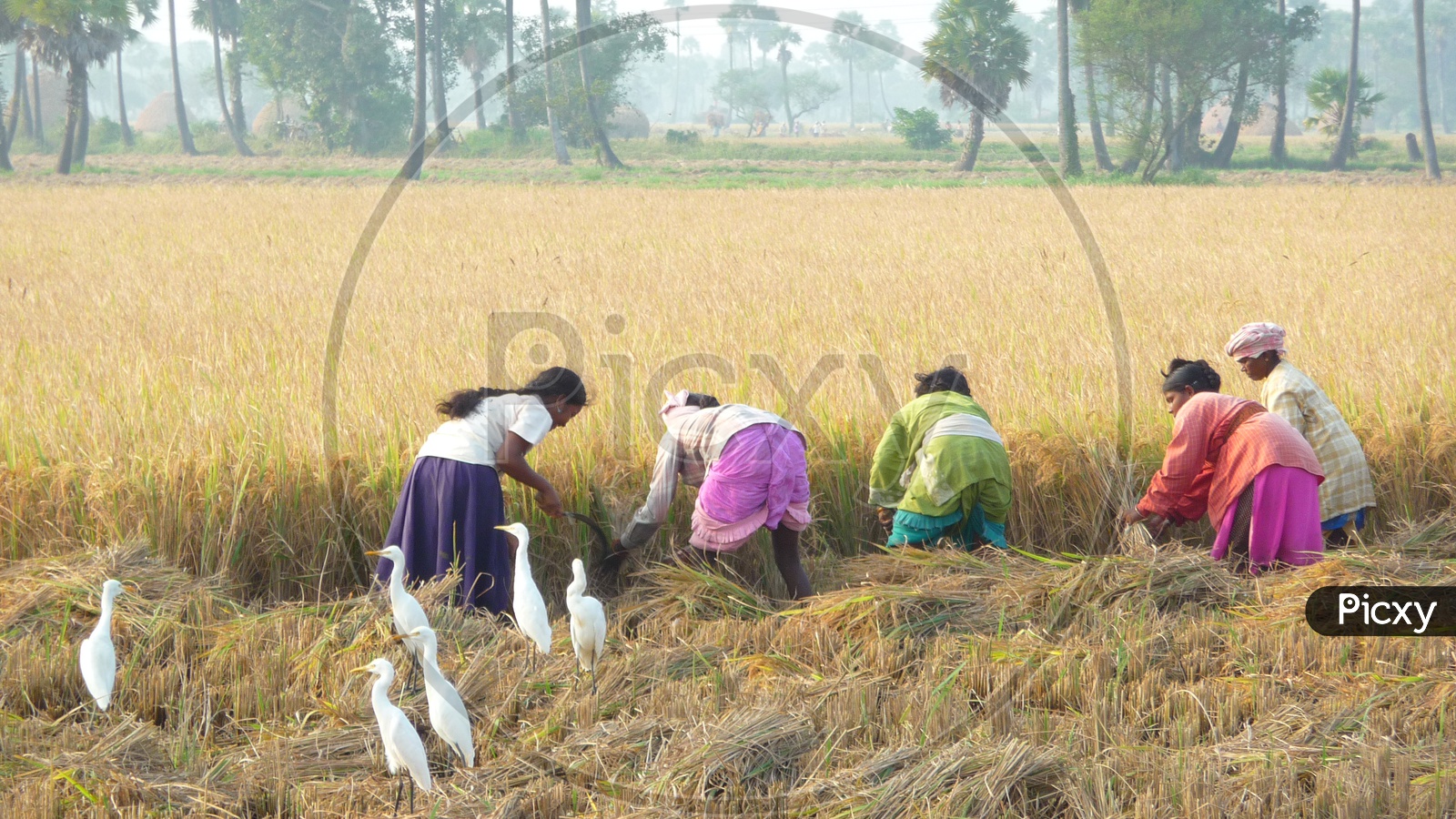 Female Farmers in Agriculture Fields