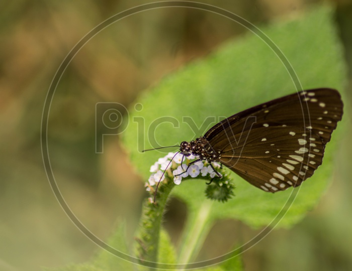 Macro shot of a butterfly.
