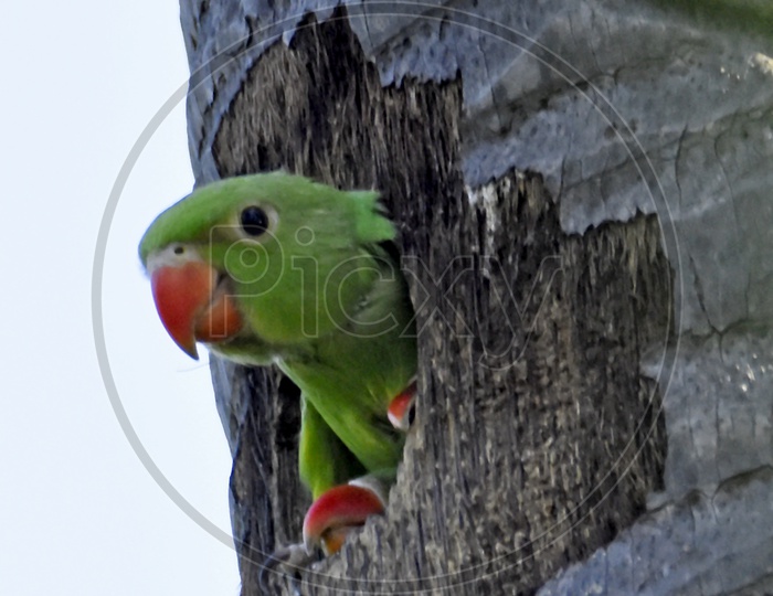 rose ringed parakeets
