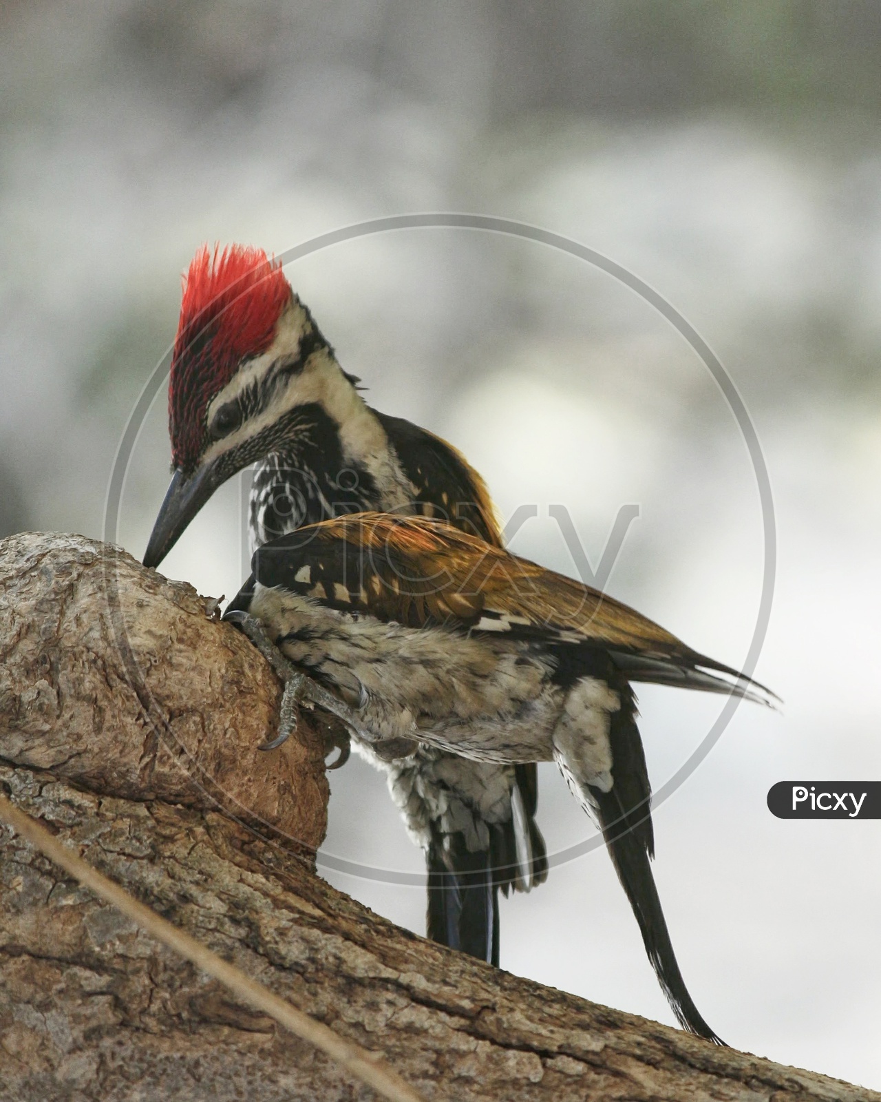 Hungry pecker - in Frame (Black-Rumped Flameback Woodpecker)