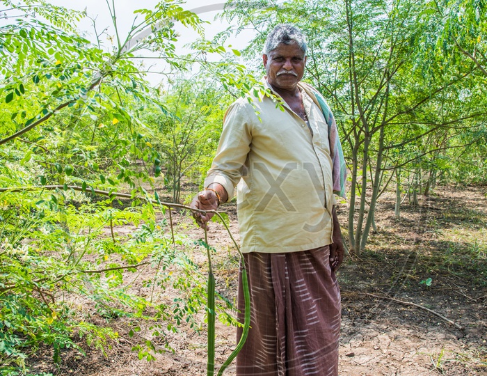 A farmer showing his Drumstick Yield from his Field.