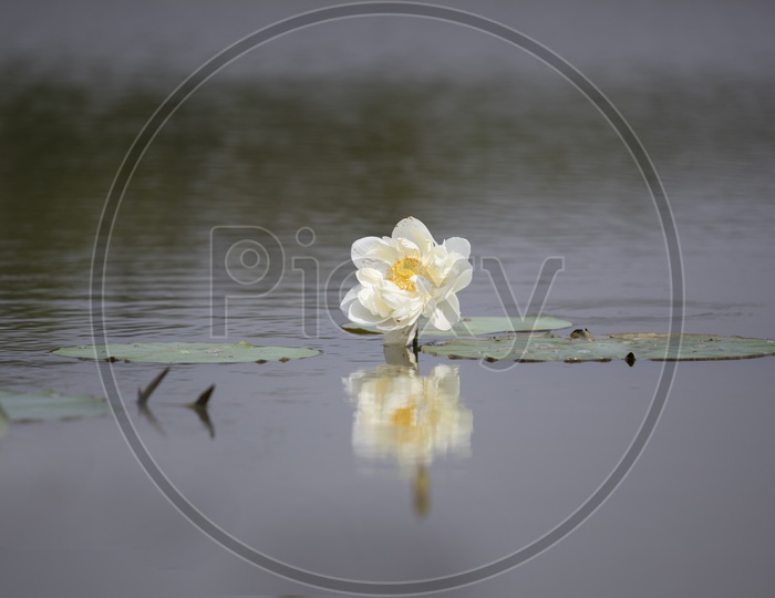 lotus reflection