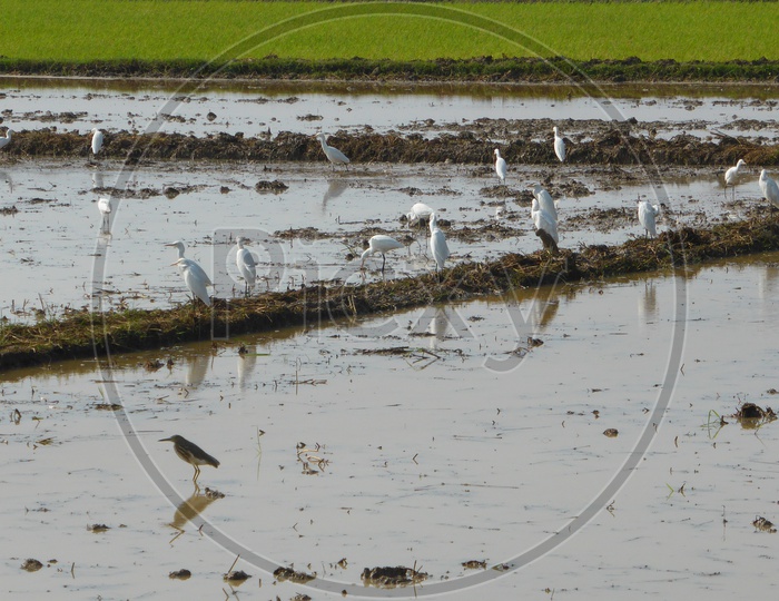 Egret Birds in Paddy Field